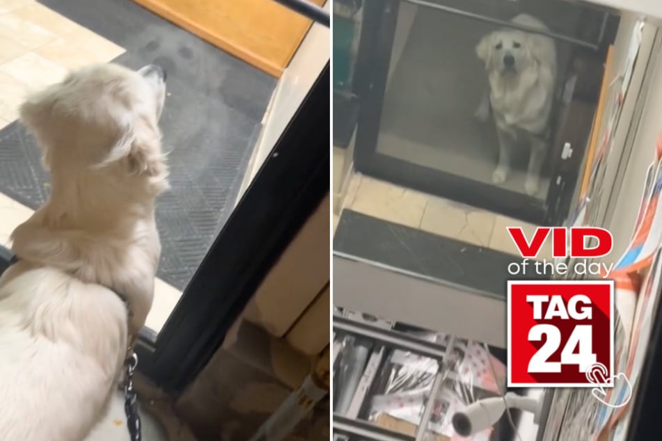 Viral Video of the Day for October 28, 2024: Dog has silliest reaction to seeing his reflection in store mirror