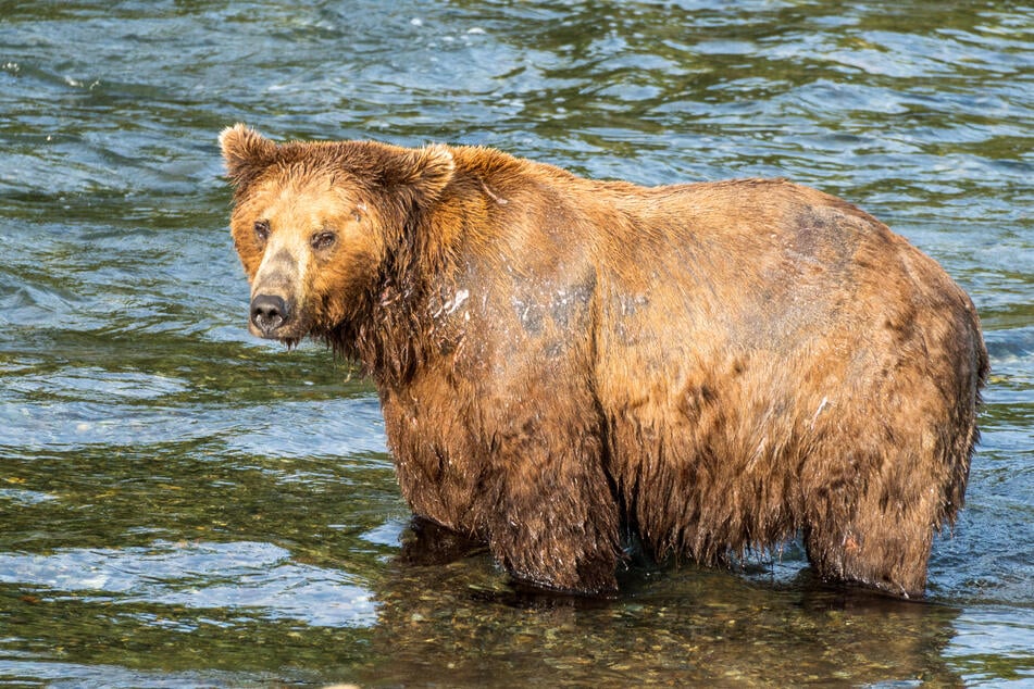 Bear 151 Walker is in the running. Will he bump the other bears out of the race?