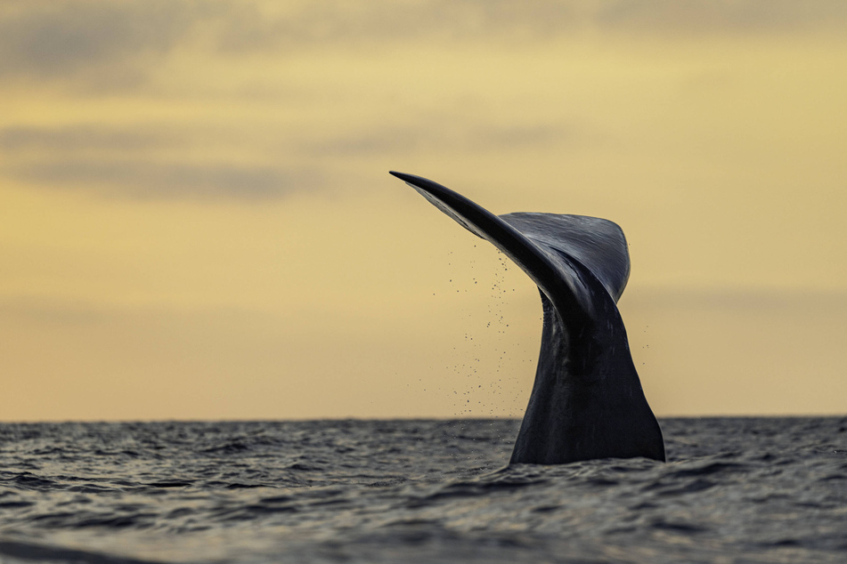Trump reinstates commercial fishing in protected Atlantic waters