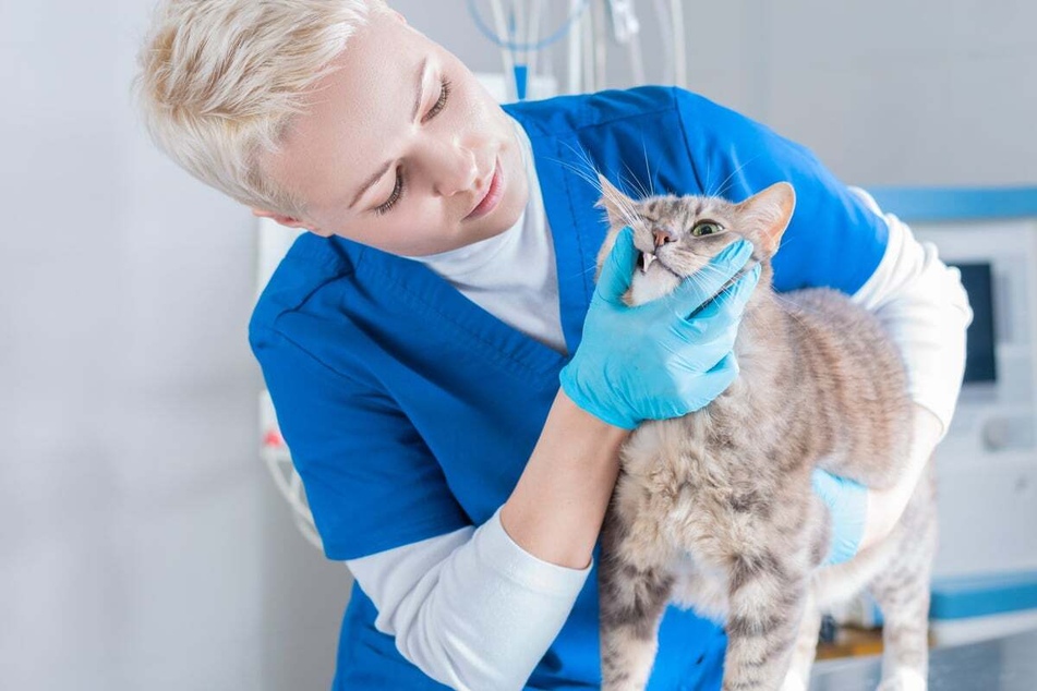 An examination by a vet can shed light on why the cat is panting.