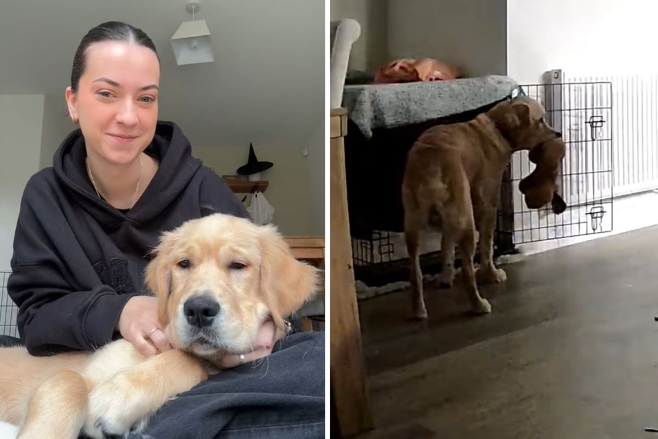 Dog owner Olivia Bamford caught a heartbreaking moment on tape via pet camera, and now her TikTok audience is sobbing along with her.