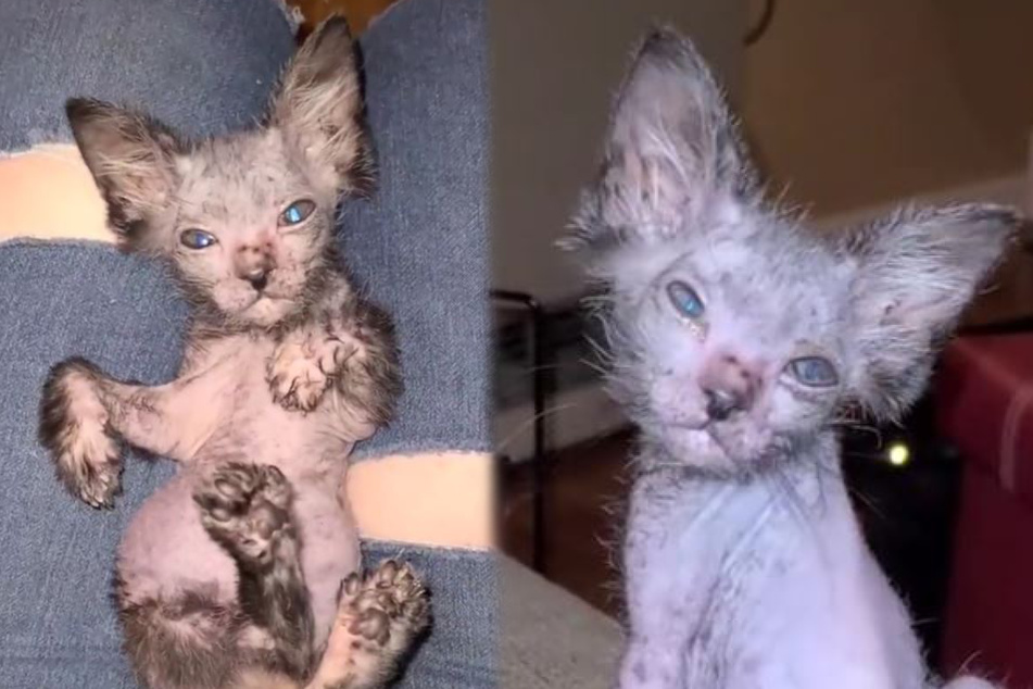 Mysterious genetic mutation makes "werewolf" kitten a TikTok hit!