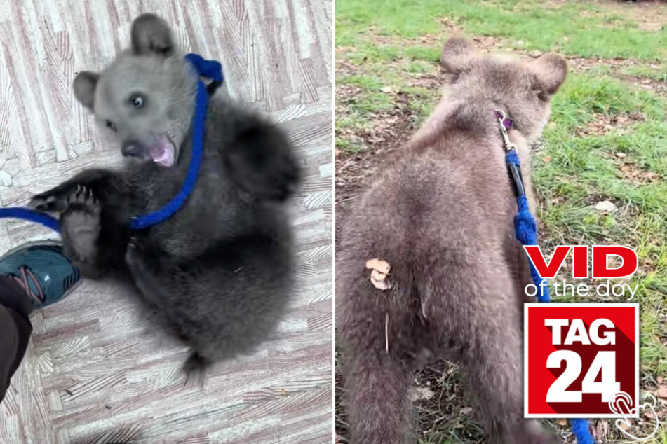 Baby bear Mishka went on an outdoor walk for the first time, and viewers can't handle how adorable she is!