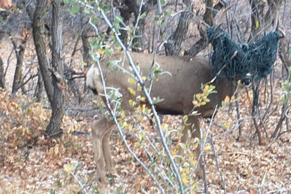 Buck wanders around with a hammock on his head for a whole week