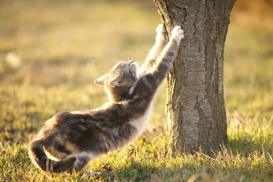 The new Florida senate bill would make declawing cats illegal.