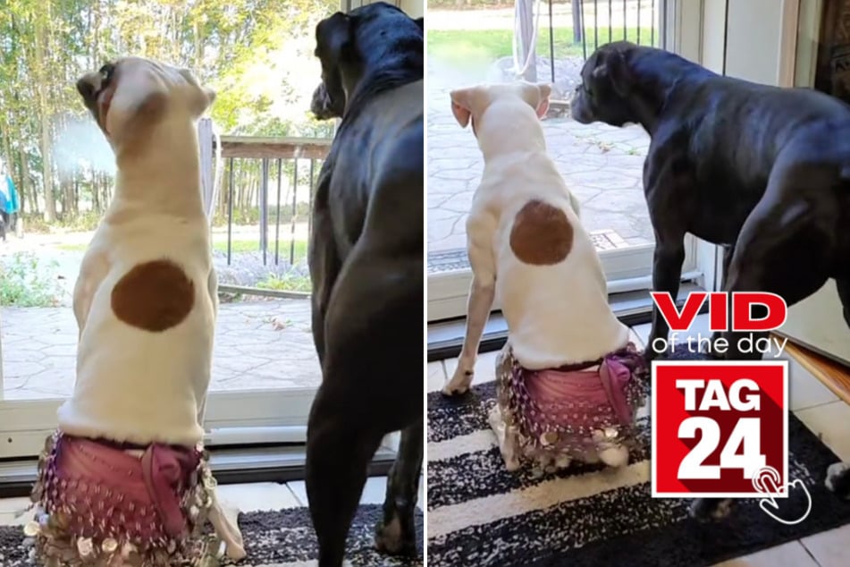 Viral Video of the Day for December 6, 2024: Belly-dancing pups can't help but wiggle for their favorite visitor!