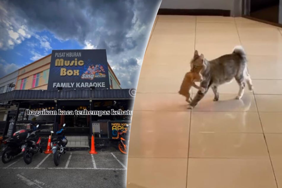 Cat in a karaoke bar lights up TikTok – and brings surprise guest stars!