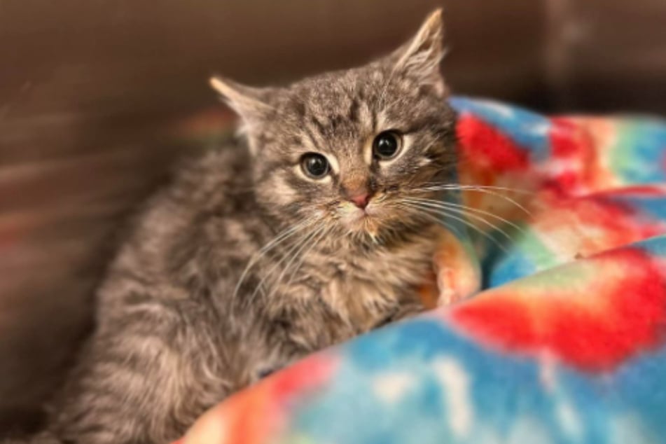 A little kitten, since dubbed Frosty, nearly froze to death before he was rescued in Bowling Green, Kentucky.