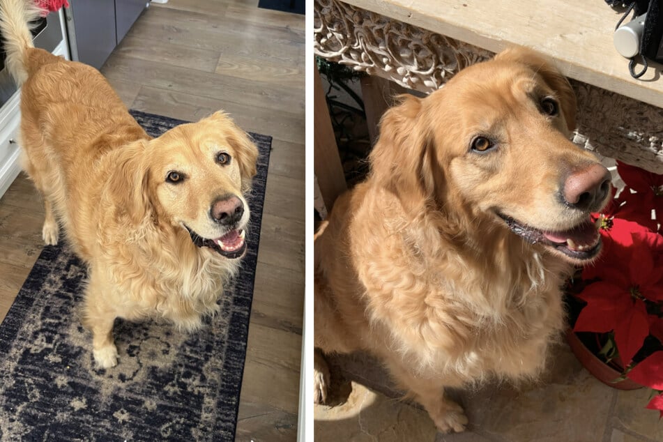 Gus the golden retriever passed away six months ago.