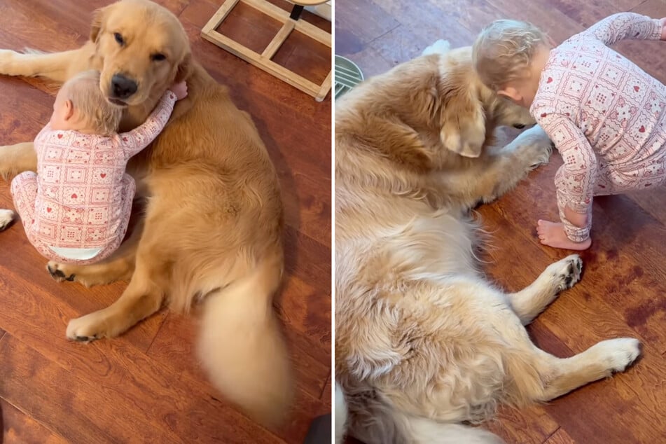 Here, every Golden Retriever gets a hug – and the Instagram audience gets warm hearts!