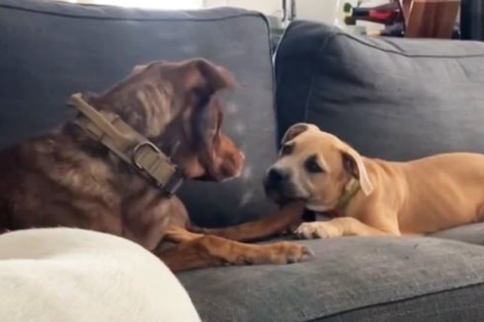 The new dog stops chewing on Winston's tail immediately when she gets a dirty look.