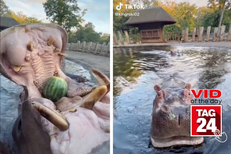 Viral Video of the Day for April 22, 2023: Hungry hungry hippos