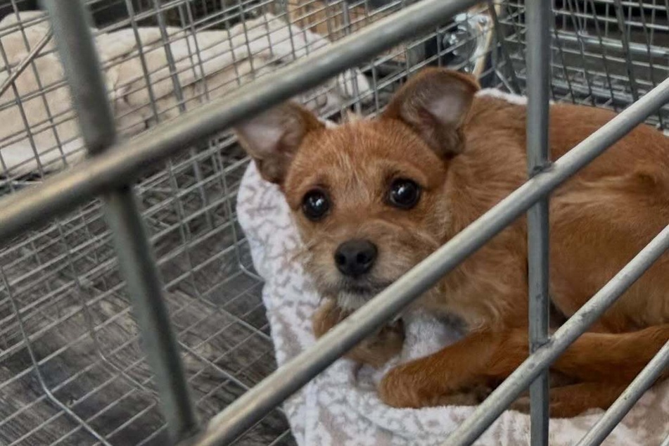 Finally, this poor little dog is safe!