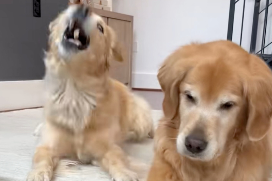 At one point, the treat accidentally flies into Emma's mouth instead of Ellie's!