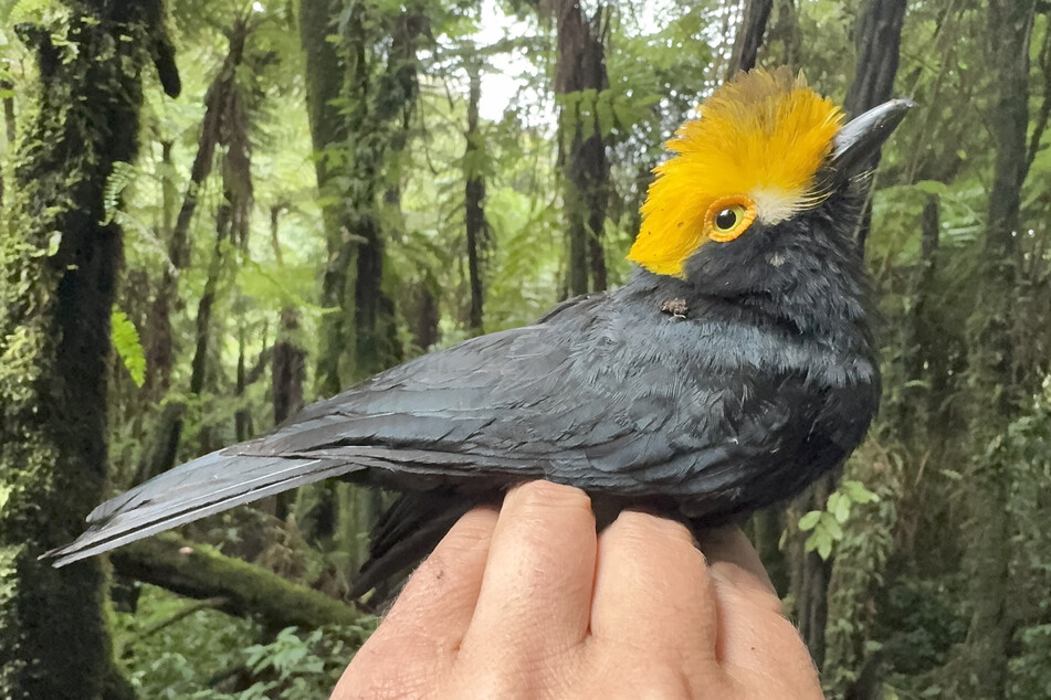 Texas researchers stumbled upon a "lost bird" called the Helmetshrike during an expedition in the Congo.
