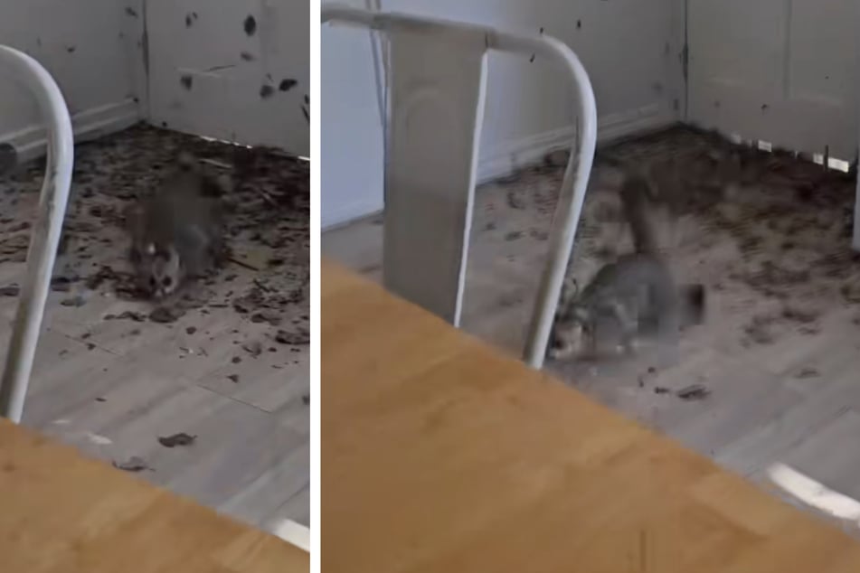 This little critter did a number on this renter's ceiling.
