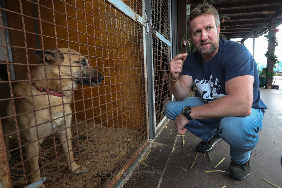 Cats and dogs evacuated from Afghanistan, causing outrage
