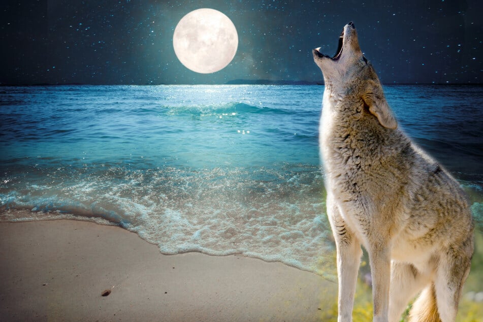 Coyote attack leaves toddler on beach with "blood all over"