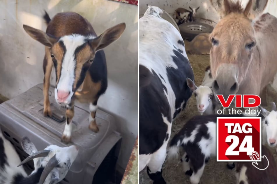 Viral Video of the Day for June 3, 2023: Farm animals get sweet pep talk before petting zoo