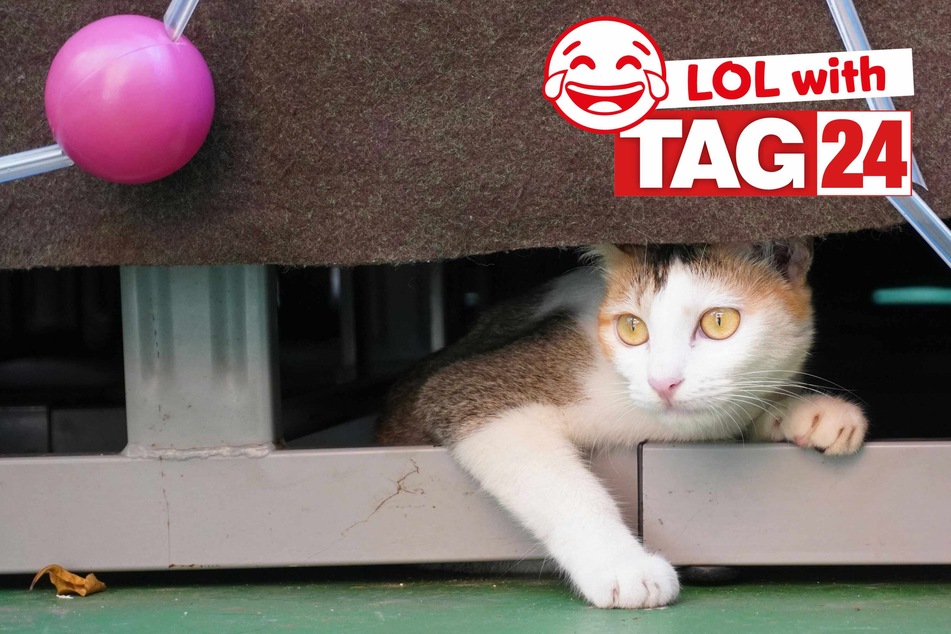 Joke of the Day for April 13, 2024: Get your funny on for Caturday