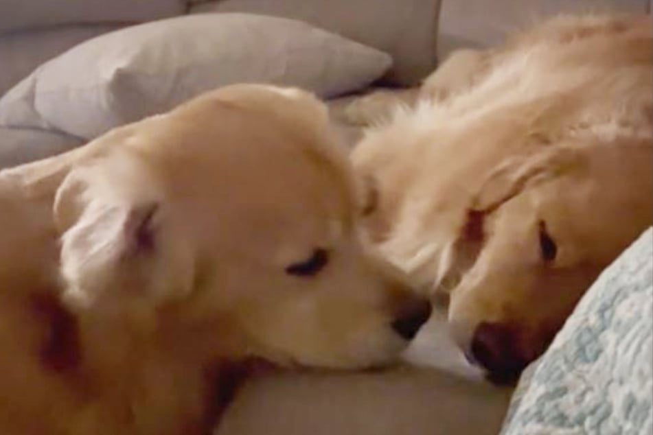 Finn nudges his sister Xena in the dogs' sweet interaction, which is wowing TikTok.