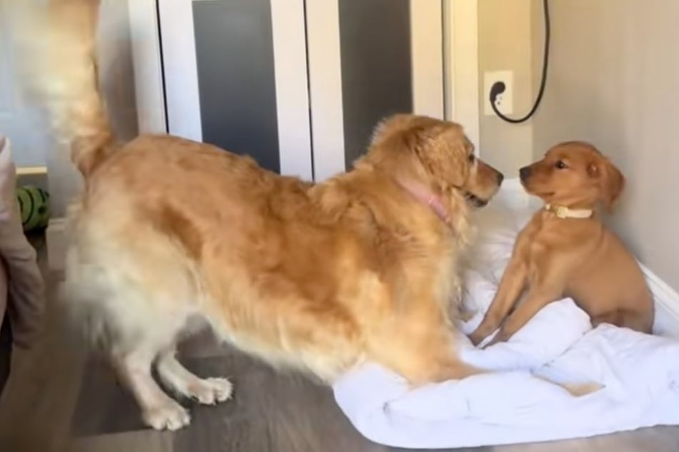 Golden retriever puppy is adorably overwhelmed as she meets her older sibling!