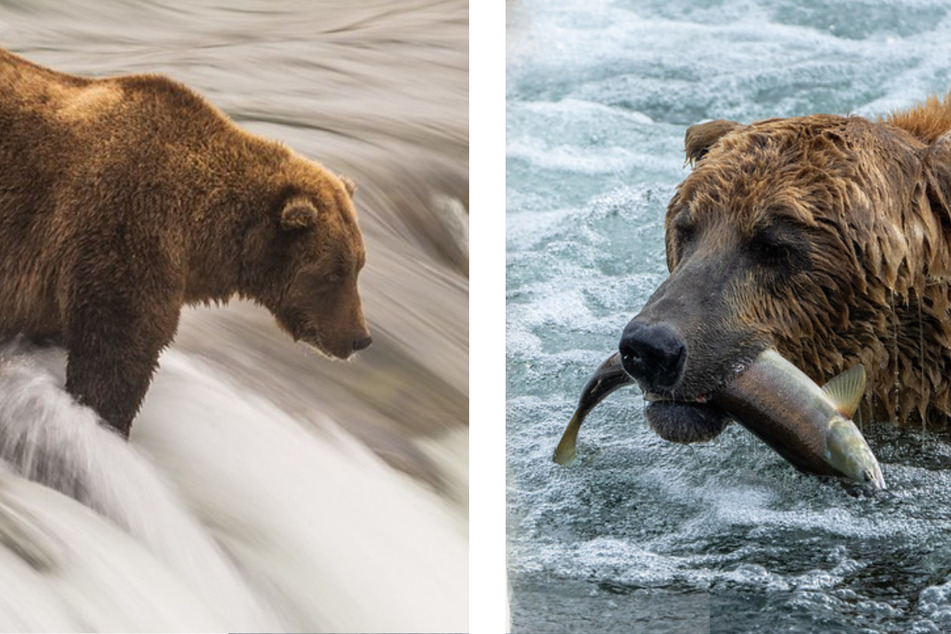 Fat Bear Week 2022 is here and the competition is heavy!