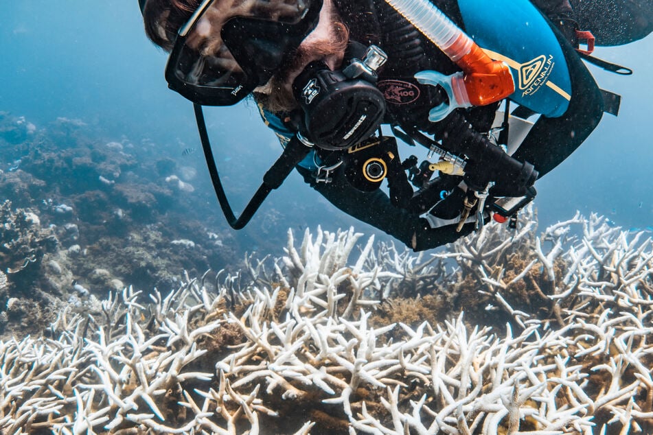 A mass bleaching event has devastated a beloved coral reef of the Western Australian coast.