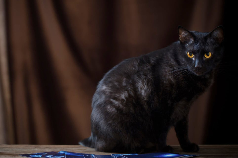 Can cats sense death?