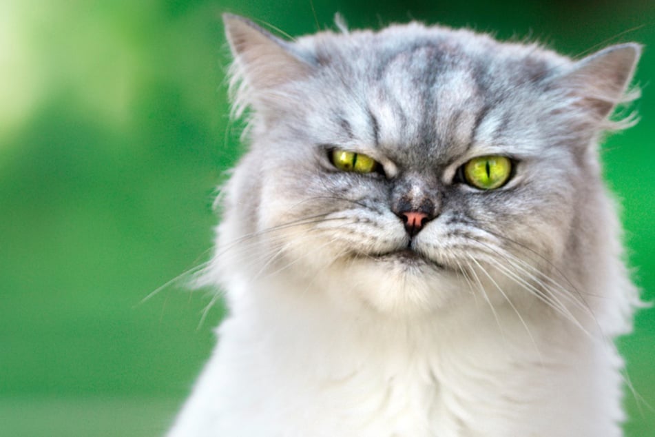 What is the ugliest cat in the world?