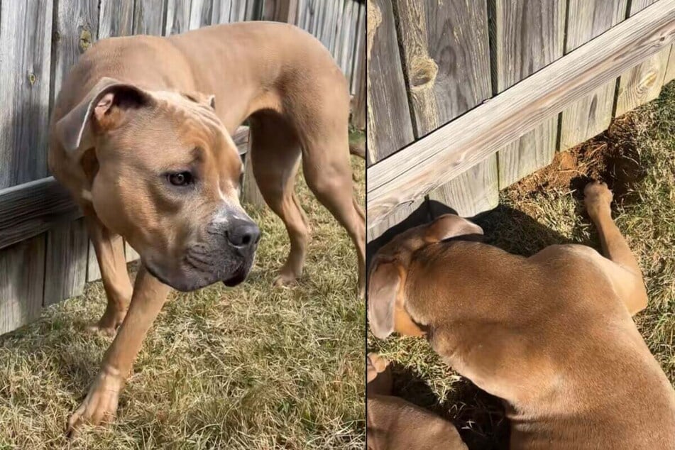 Delightful doggy meet-cute video has TikTokers sobbing: "Let them hang out!"