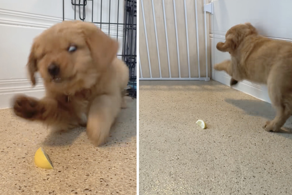 This was likely the first and last time Rooster will ever have a lemon!