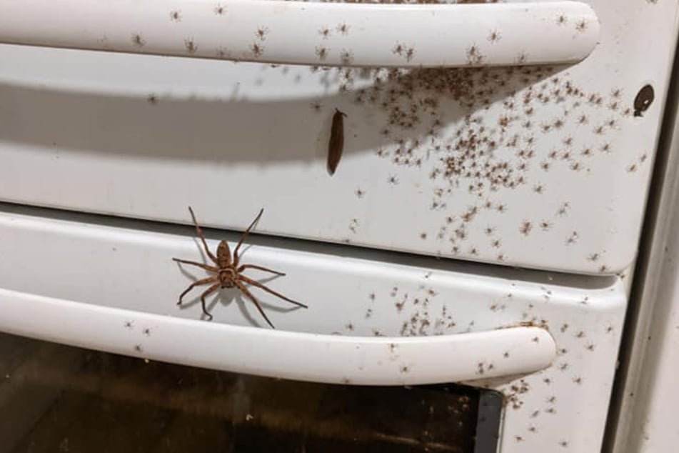 These images of a spider infestation are not for the faint-hearted.