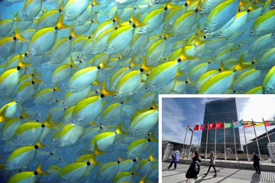 What does the UN high seas treaty mean for protecting the ocean?