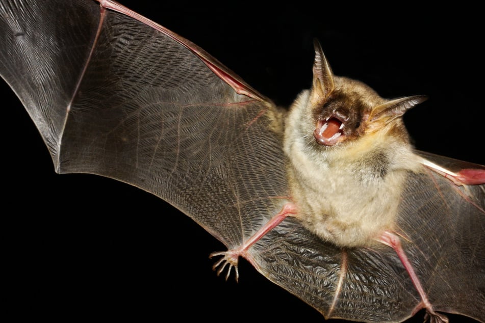 Illinois man wakes up with bat on his neck and becomes first rabies victim since 1954!