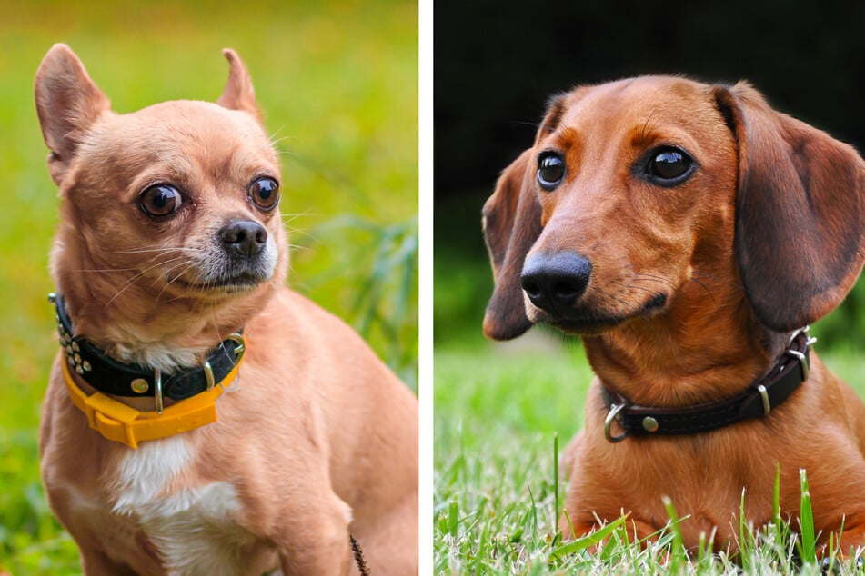 Adorable Dachshund and Chihuahua mix wows TikTok with his unique ears!