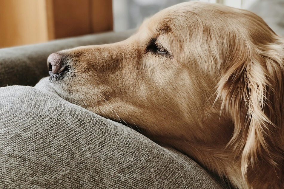 Golden retrievers love relaxing.