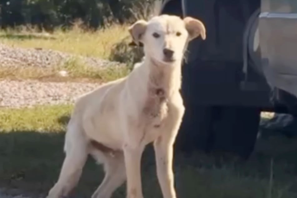 Arthur was still a puppy when he was rescued by kind-hearted humans.