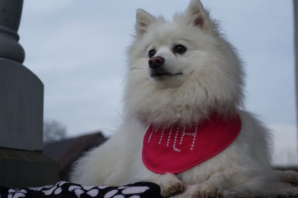 The Japanese spitz is a beautiful little creature.
