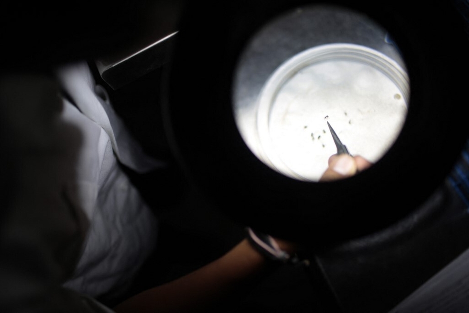 A lab technician studies mosquitoes carrying the chikungunya virus.