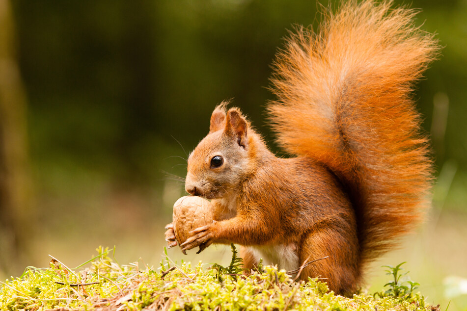 Bushy tailed, red, and extinct? British conservationists fear the worst