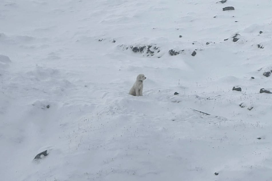 LouLou had to endure about 50 hours in the freezing wilderness alone.