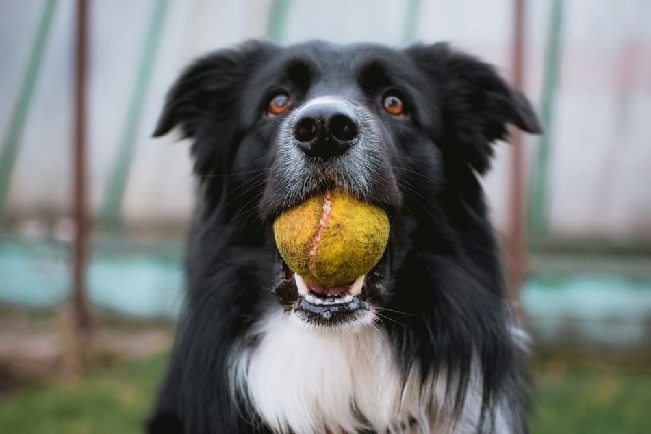 Dogs can see colors, but they see them differently to us.