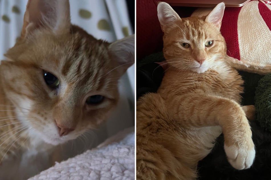 Jorts the cat rings in "Jortsmas" with silliness and solidarity