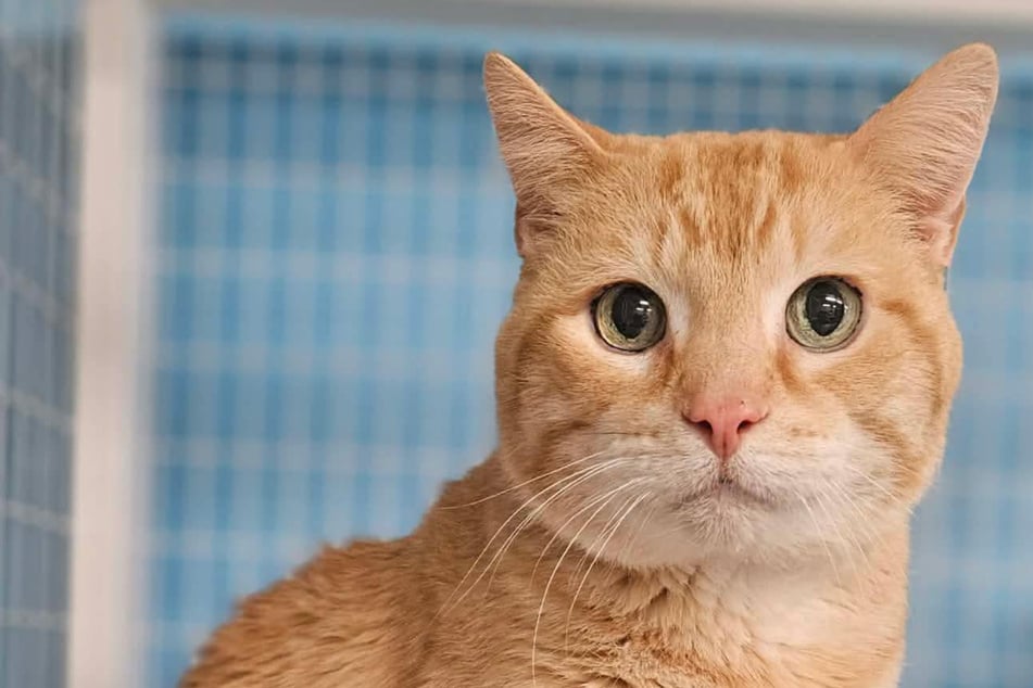 Elderly woman surrenders her cat after 15 years and has a heartbreaking request