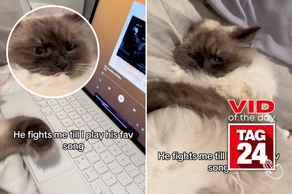Viral Video of the Day for March 9, 2024: Cat won't quit until owner plays its favorite song!