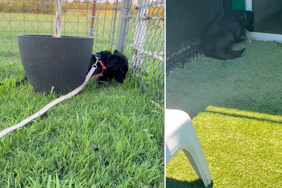 Joe the dog was brought to the shelter with a litter of puppies. When they were taken away from him, the dog withdrew completely.