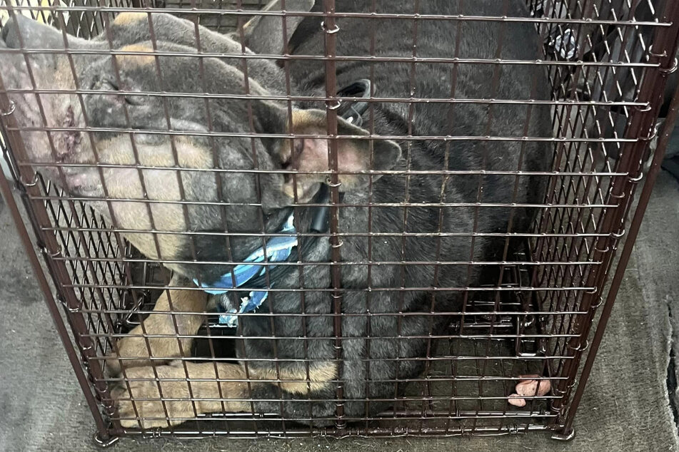 This dog fell asleep in the rescuer's trap.