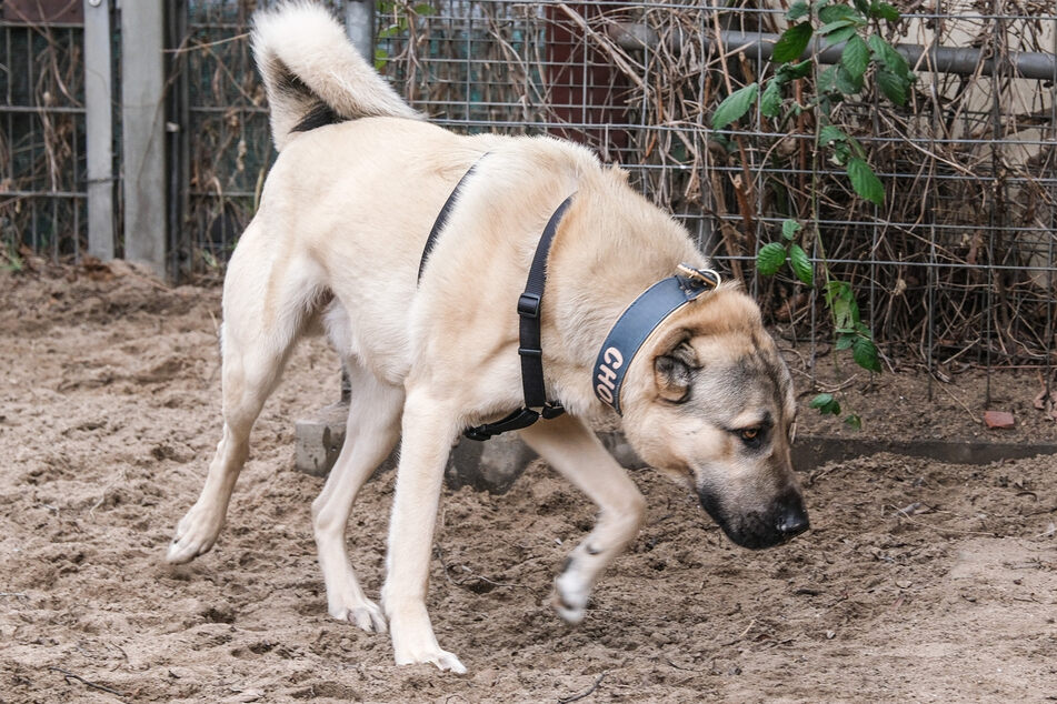 Kangals have the strongest jaws of any dog.