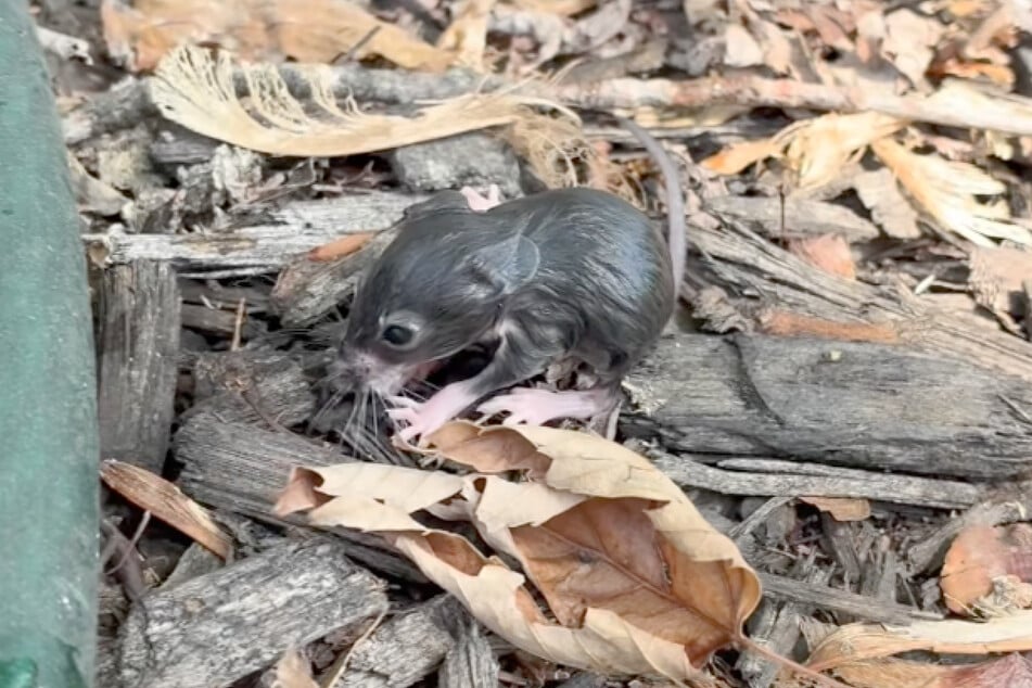 After recovering from its traumatic swim, this rat scurried away.